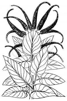 Royalty Free Clipart Image of a Plant