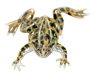 Royalty Free Clipart Image of a Frog 