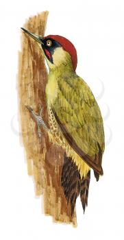 Royalty Free Clipart Image of a woodpecker 