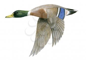 Royalty Free Clipart Image of a Mallard Duck 