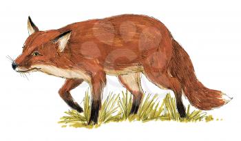 Royalty Free Clipart Image of a Red Fox 