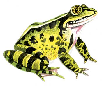 Royalty Free Clipart Image of a Pond Frog
