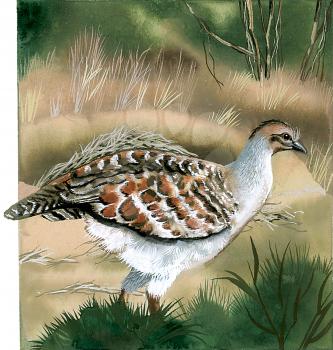 Royalty Free Clipart Image of a Quail Bird 