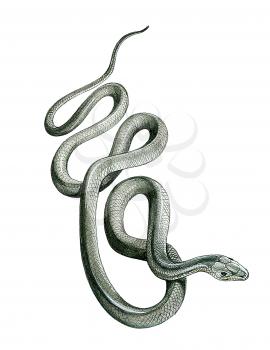 Royalty Free Clipart Image of a Snake 