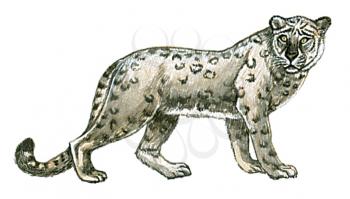 Royalty Free Clipart Image of a Snow Leopard 