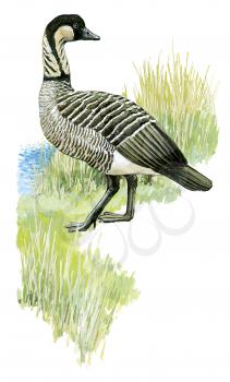 Royalty Free Clipart Image of a Canadian Goose