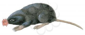 Royalty Free Clipart Image of a Star Nosed Mole 