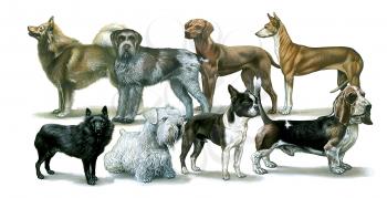 Royalty Free Clipart Image of a Group of Dogs 
