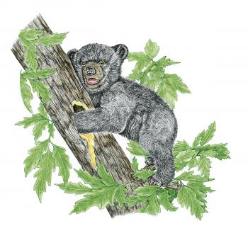 Royalty Free Clipart Image of a Black Bear Cub Getting Honey from a Tree 