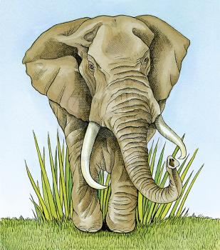 Royalty Free Clipart Image of an Elephant 