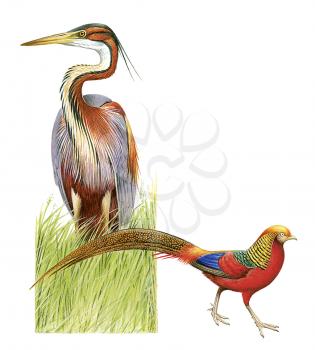 Royalty Free Clipart Image of a Pair of Birds 
