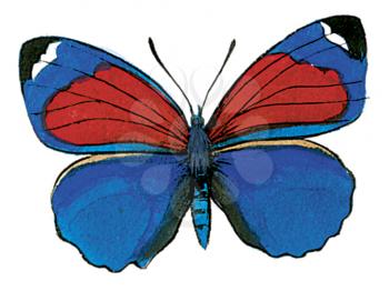 Royalty Free Clipart Image of a Blue Butterfly 