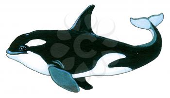 Royalty Free Clipart Image of a Killer Whale 