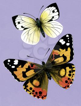 Royalty Free Clipart Image of a Great White Butterfly and an Australian Admiral Butterfly  