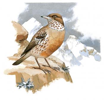 Royalty Free Clipart Image of a Wood Thrush Bird 