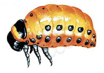 Royalty Free Clipart Image of an Insect Larvae 