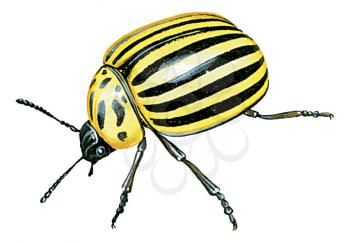 Royalty Free Clipart Image of a Leaf Beetle 