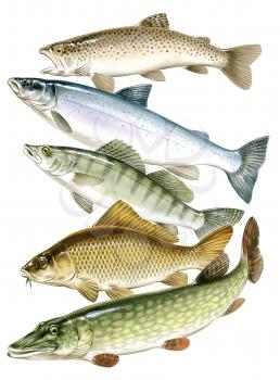 Royalty Free Clipart Image of a Group of Fish 