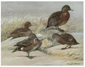 Ducks Illustration
