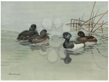 Duck Illustration