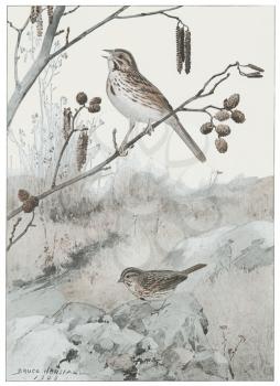 Nest Illustration