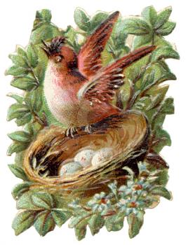 Birds Illustration