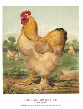 Fowl Illustration