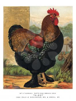 Chicken Illustration