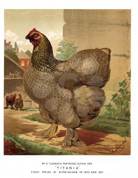 Chicken Illustration
