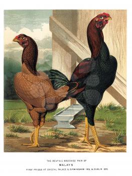 Ornithology Illustration