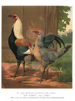 Ornithology Illustration