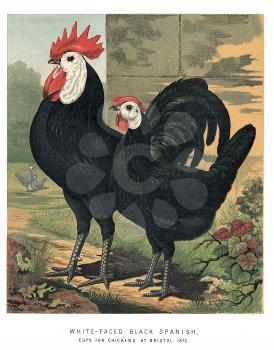 Cock Illustration