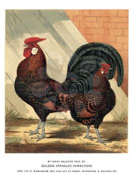 Cock Illustration