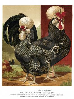 Cock Illustration