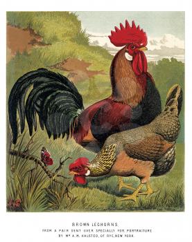 Poultry Illustration