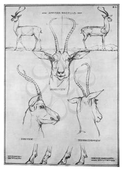 Mammals Illustration