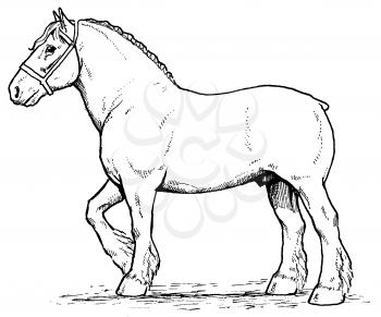Horses Illustration