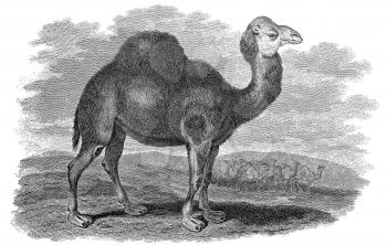 Mammal Illustration
