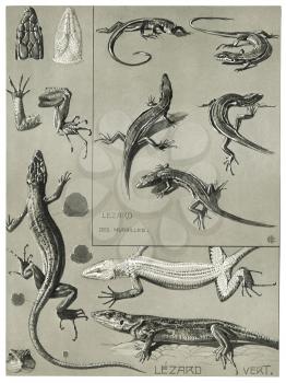 Royalty Free Clipart Image of a Common Wall Lizard 