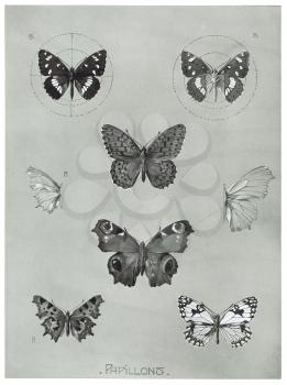 Royalty Free Clipart Image of Butterflies