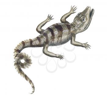 Reptiles Illustration
