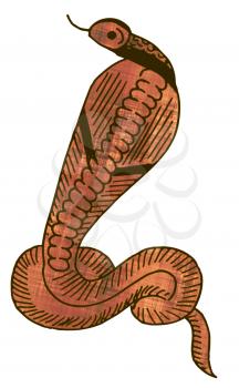 Snake Illustration