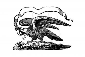 Royalty Free Clipart Image of an Eagle