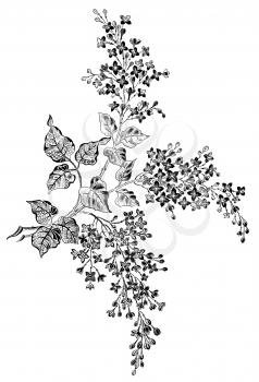 Chrysanthemum Illustration