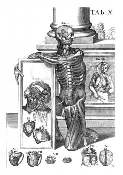 Anatomy Illustration