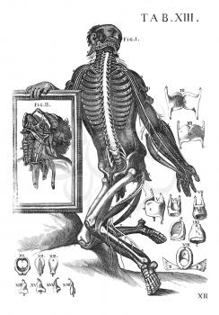 Anatomical Illustration