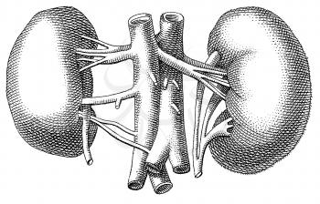Anatomy Illustration