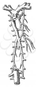 Biology Illustration