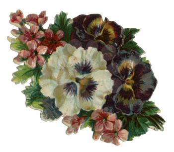 Pansy Illustration