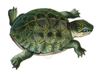 Turtle Illustration
